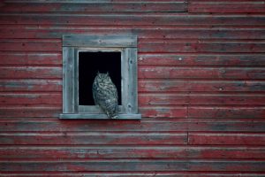Prairie Horned Owl Photo: Bob Agar 2016